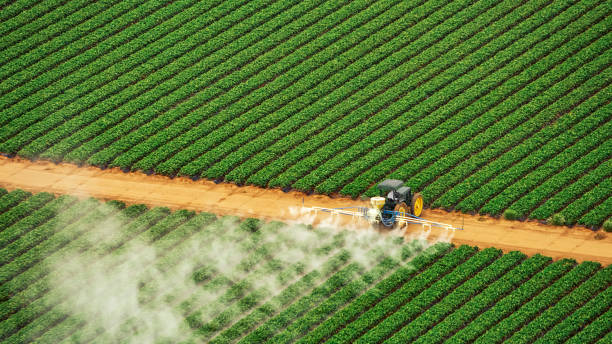 Best Pest Removal Services  in Rio Rico, AZ