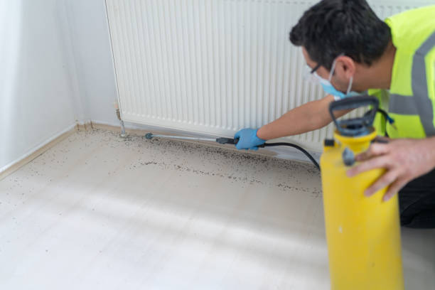 Best Termite Control Services  in Rio Rico, AZ